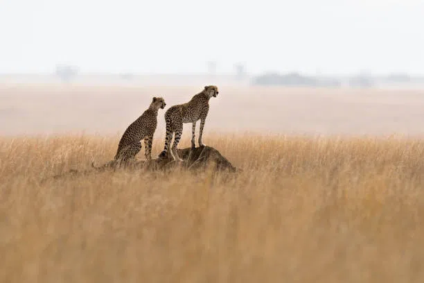 1 Day Ngorongoro Crater Safari from Arusha