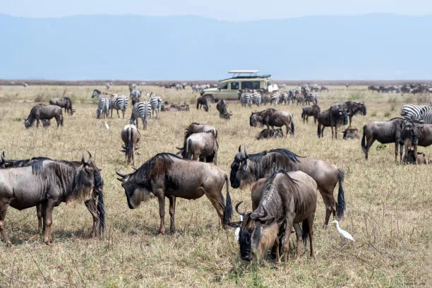 8 Days Tanzania Safari and Migration Explorer