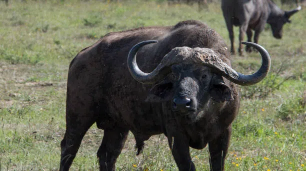 8 Days Tanzania Budget Camping Safari