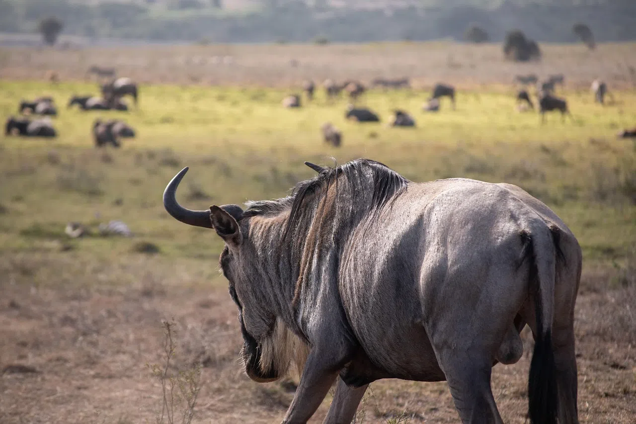 6 Days Tanzania Safari with Balloon Option