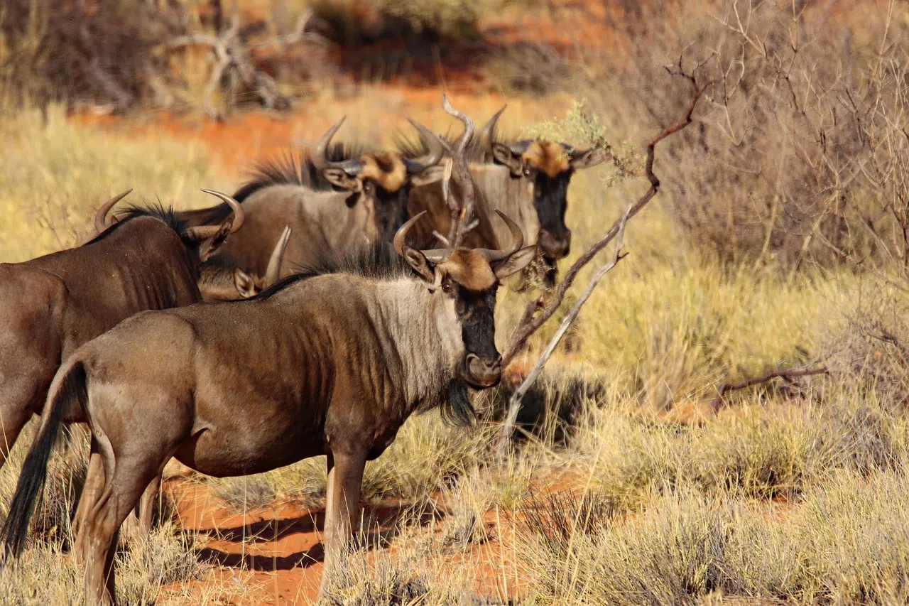 4 Days Northern Circuit Safari Tanzania