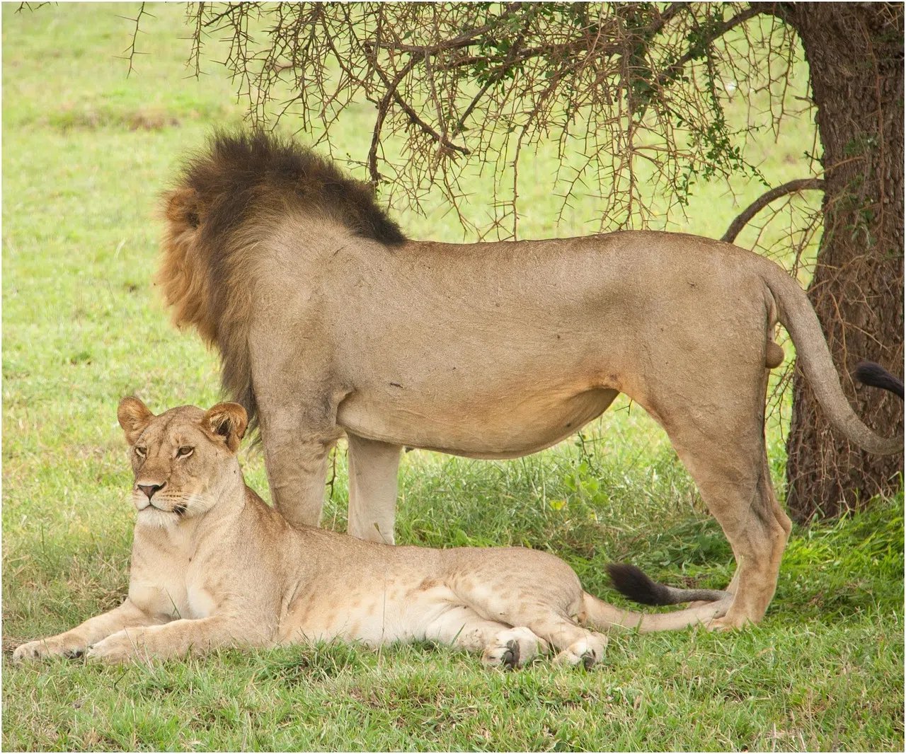 Serengeti vs Ngorongoro: Which Safari Is Better?