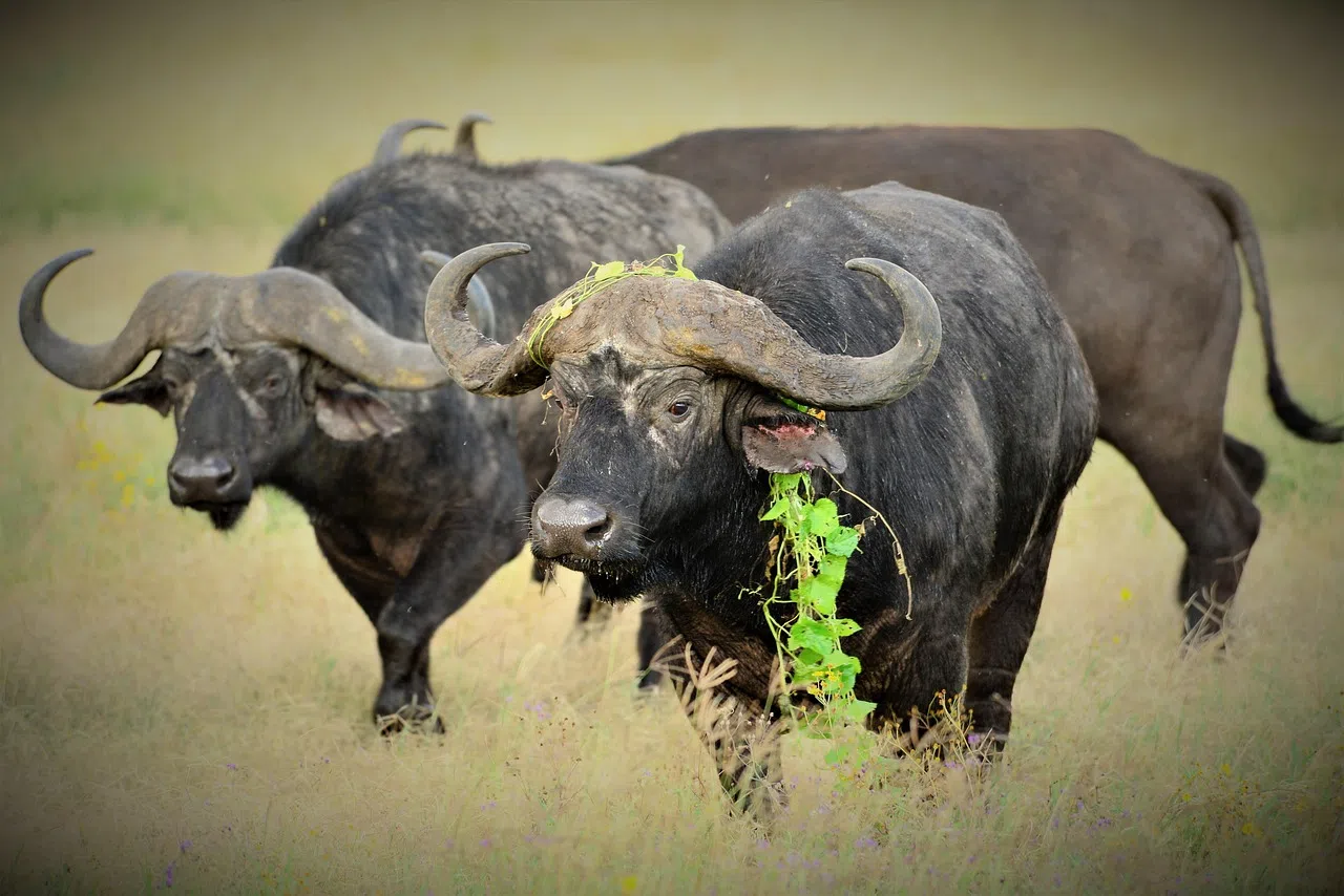 11 Days Kilimanjaro and Tanzania Safari Adventure