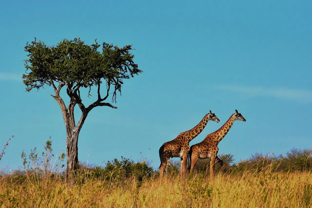 13 Days Kilimanjaro Safari and Zanzibar Combo