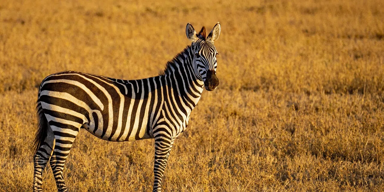 How Much Does a Tanzania Safari Cost?