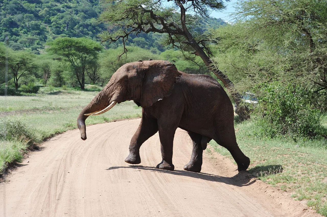 3 Days Tarangire Ngorongoro and Lake Manyara Safari