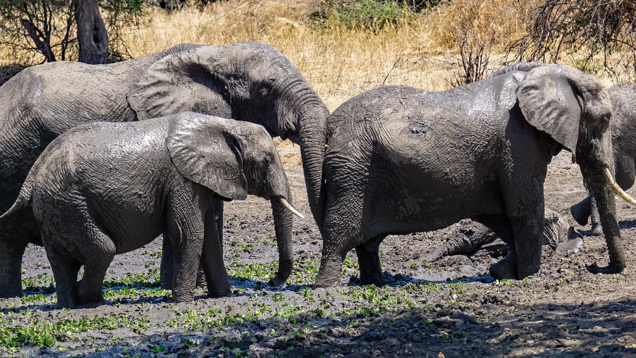 1 Day Tarangire National Park Safari