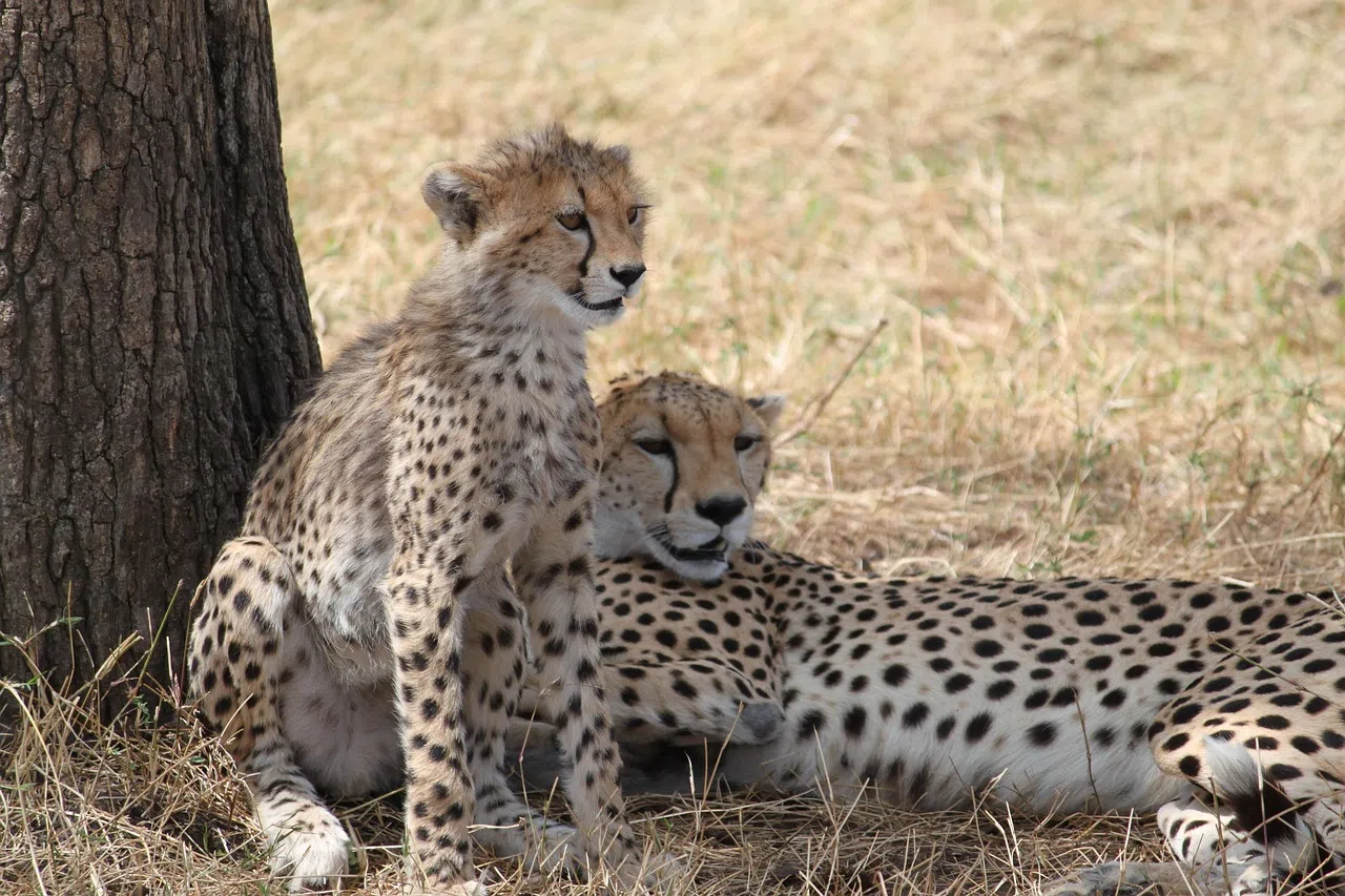 1 Day Lake Manyara Safari from Arusha