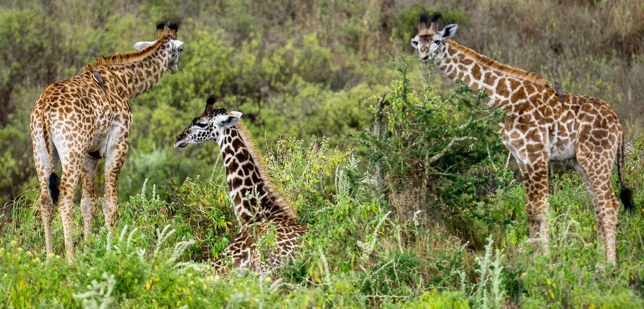 3 Days Serengeti Safari with Hot Air Balloon Option