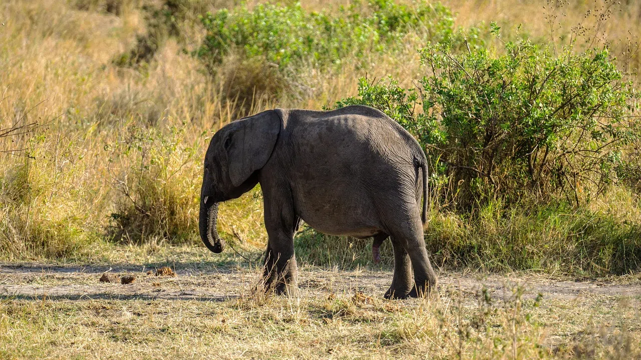 5 Days Tanzania Wildlife Safari
