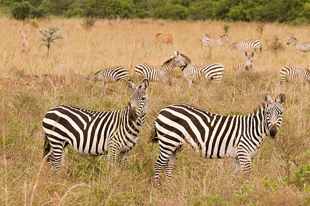Serval Wildlife Day Trip from Arusha