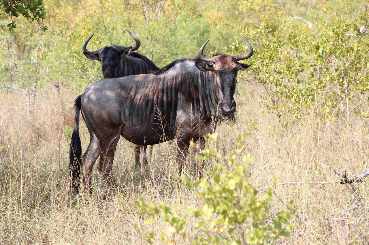 8 Day Mara River Crossing Safari Tanzania