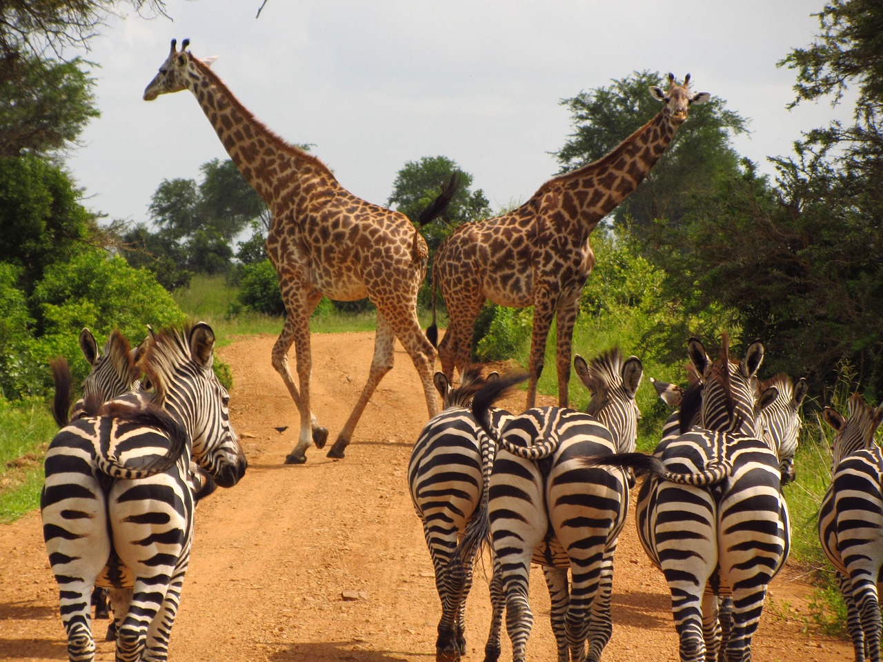 7 Day Best of Northern Tanzania Safari