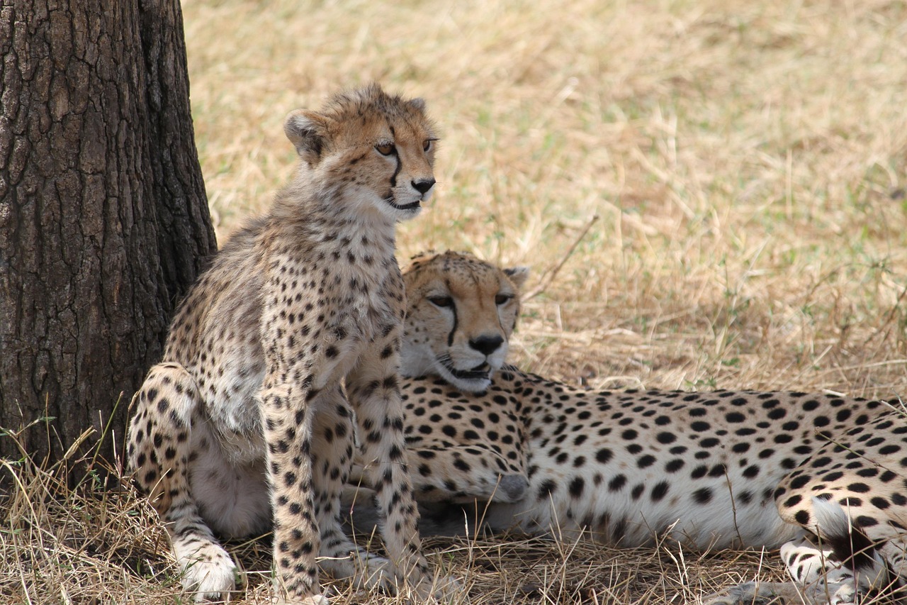 3 Day Tarangire Ngorongoro and Lake Manyara Safari