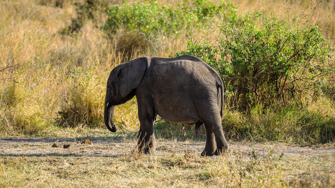 5 Day Serengeti and Ngorongoro Private Safari