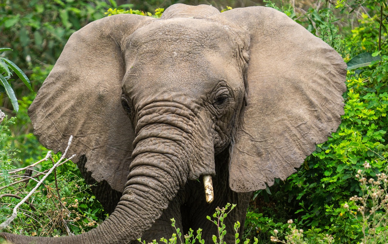 6 Day Classic Tanzania Wildlife Safari