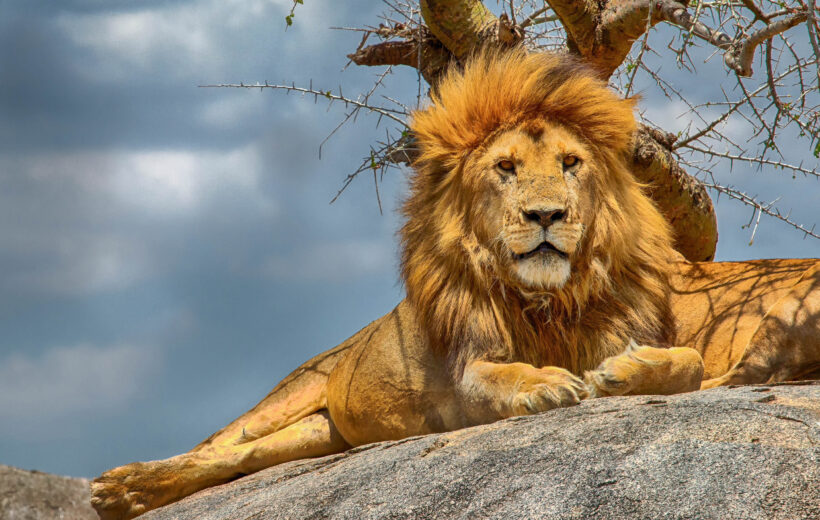 5 Days Comfort Tanzania Safari