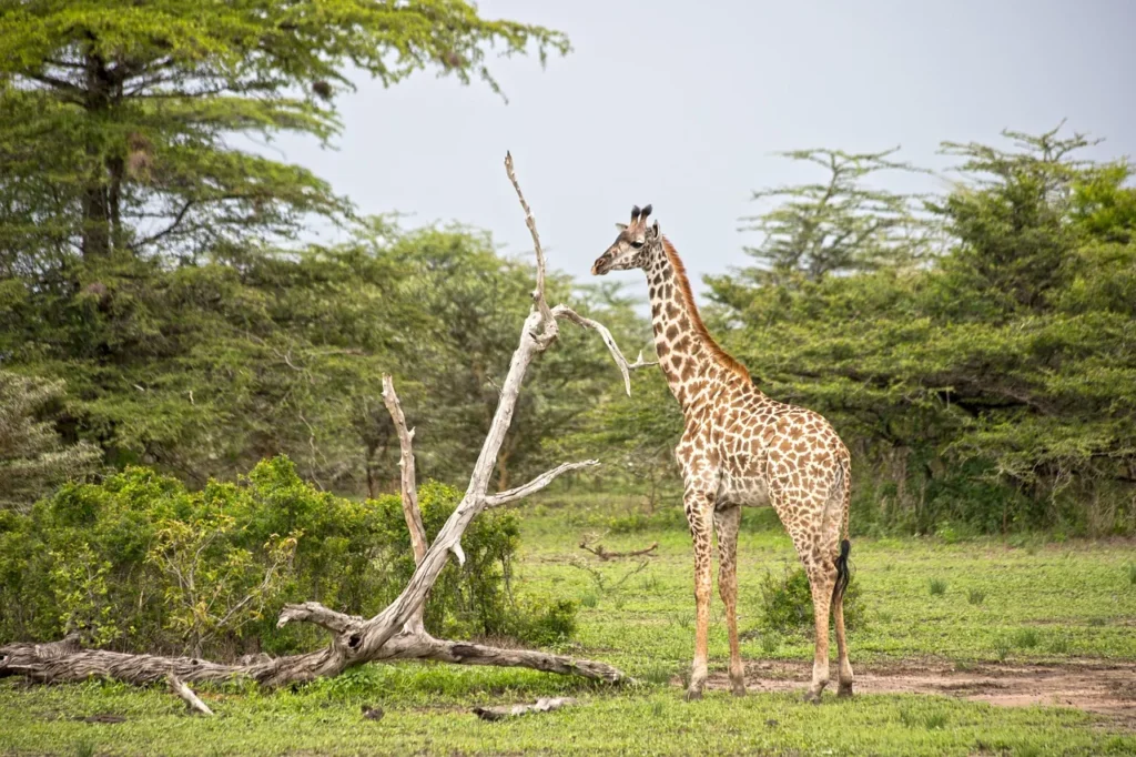 Family Safaris