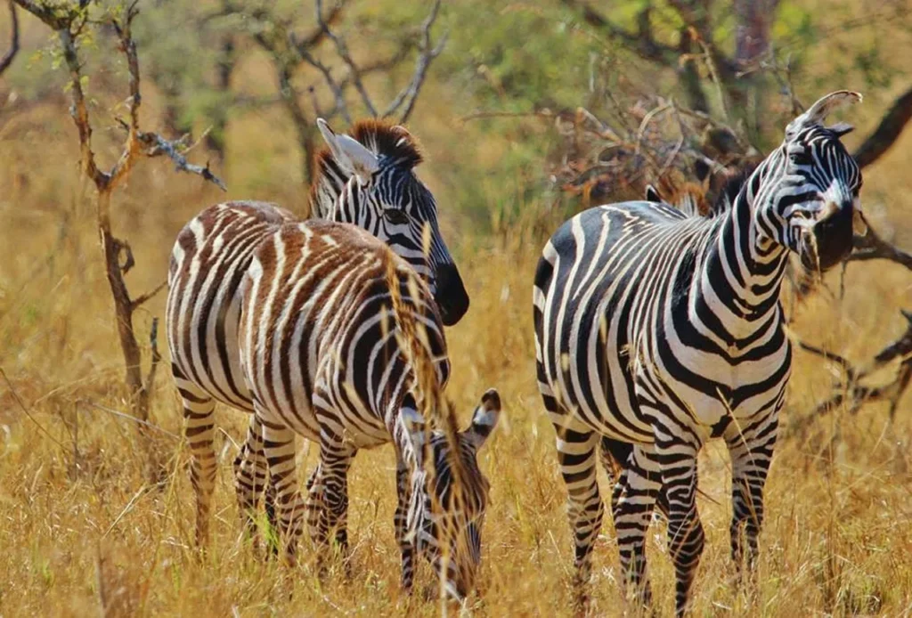 Tanzania Safaris