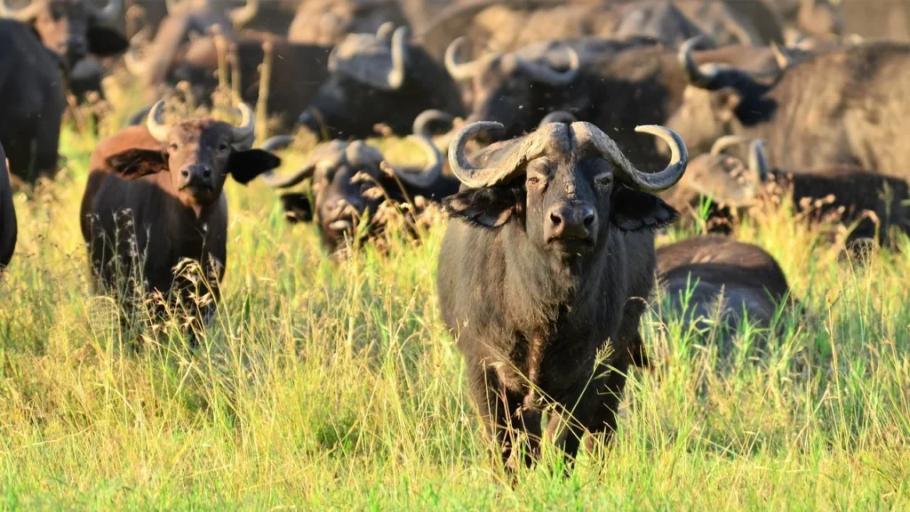 3 Day Tanzania Safari in Tanzania