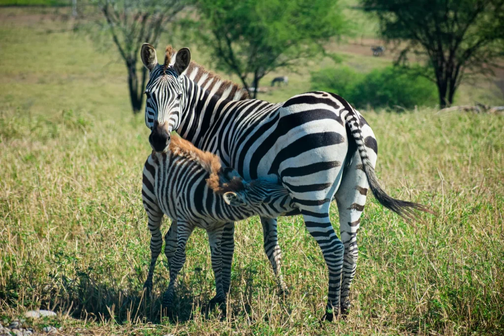 5 Day Budget Tanzania Safari in Tanzania