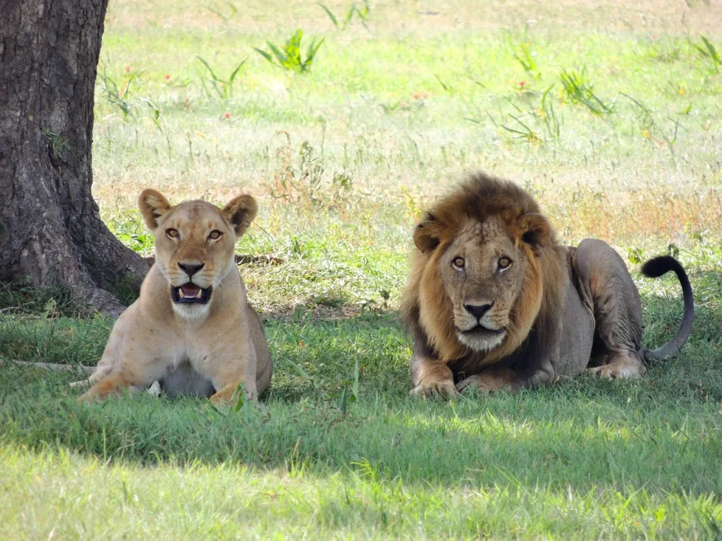 7 Day Family Tanzania Safari in Tanzania
